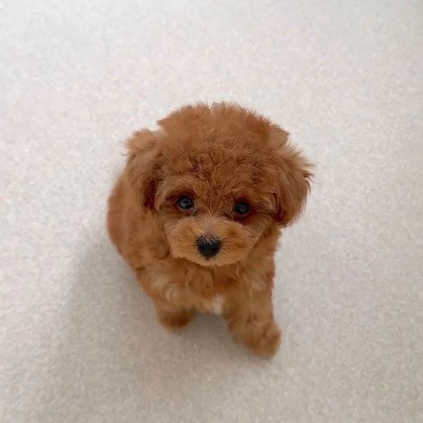 Regalo adorabili cuccioli di barboncino