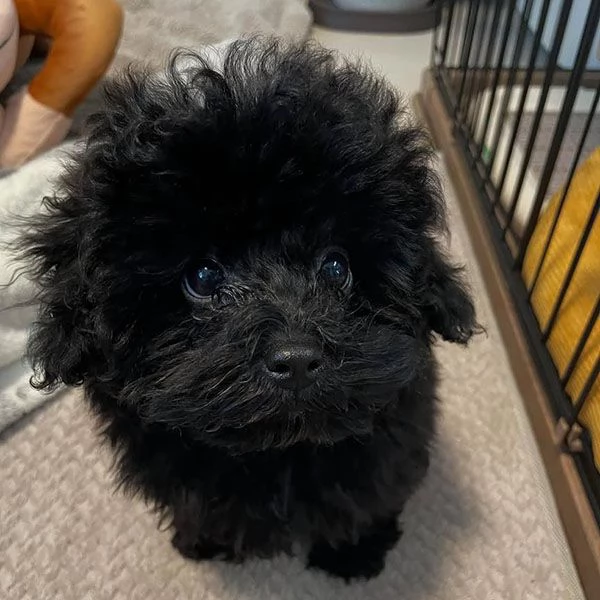 Regalo due cuccioli di barboncino toy