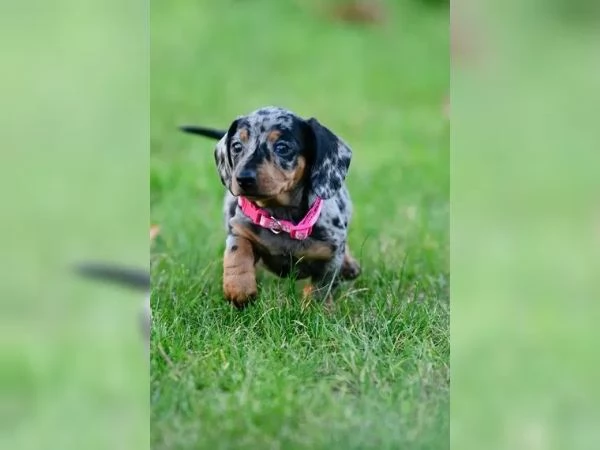 Cuccioli di bassotto in miniatura
