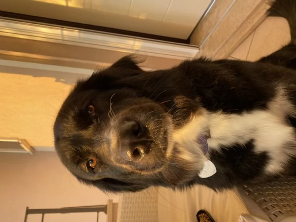 Regalo cane taglia grande 