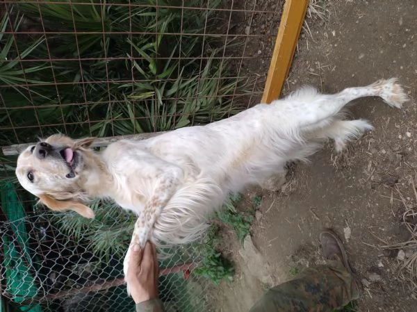 Setter Inglese | Foto 3