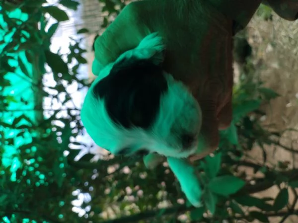 Setter Inglese | Foto 1