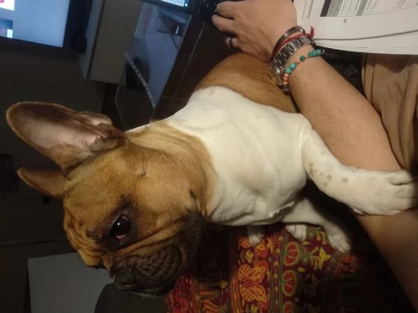 Regalo Bulldog francese | Foto 2