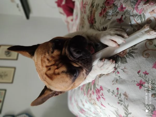 Regalo Bulldog francese | Foto 1