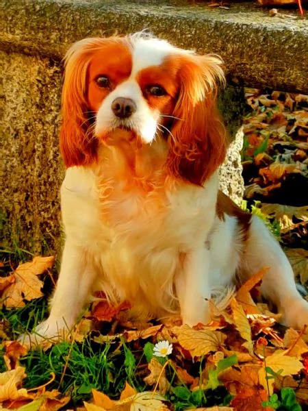 Cerco Cavalier King 