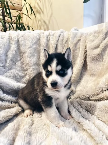 Siberian Husky cuccioli maschio e femmina | Foto 2