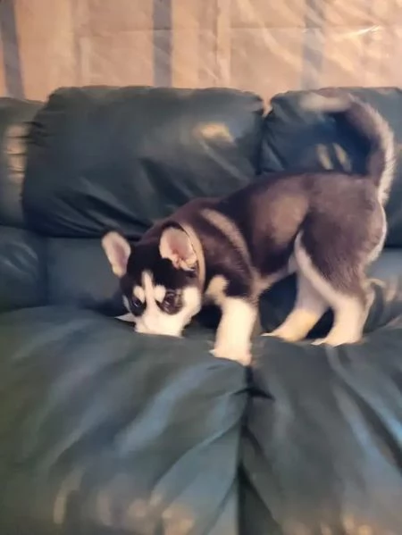 Siberian Husky cuccioli maschio e femmina | Foto 1