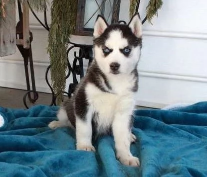 Siberian Husky cuccioli maschio e femmina | Foto 0