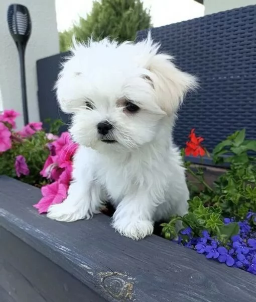maltese cucciolo disponibile 