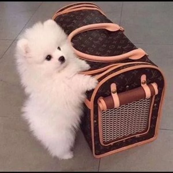 cuccioli di Pomerania per adozione regalo | Foto 3