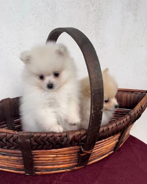 cuccioli di Pomerania per adozione regalo | Foto 2
