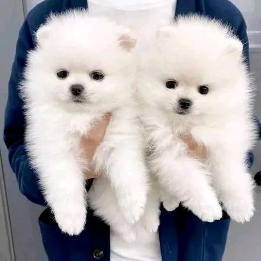 cuccioli di Pomerania per adozione regalo | Foto 1
