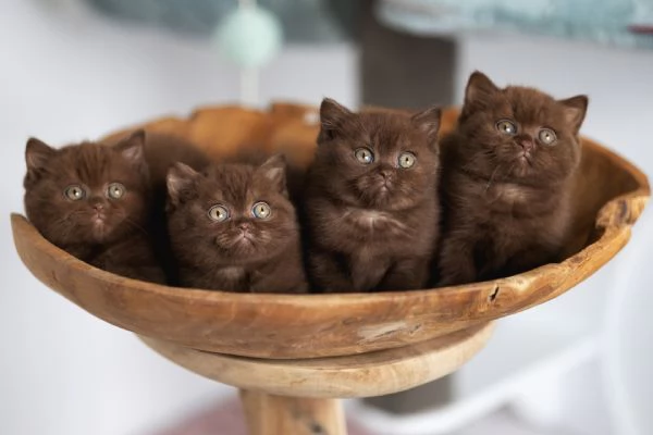 Gattini British Shorthair