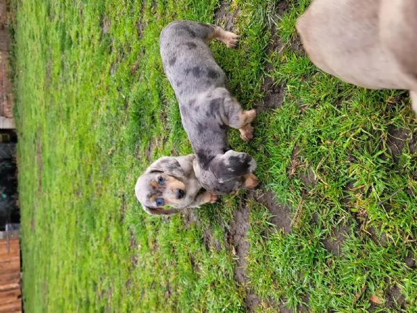 Disponibili cuccioli di Bassotto  | Foto 1