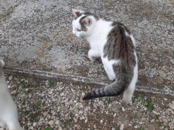 Micetti e mamma in adozione | Foto 4