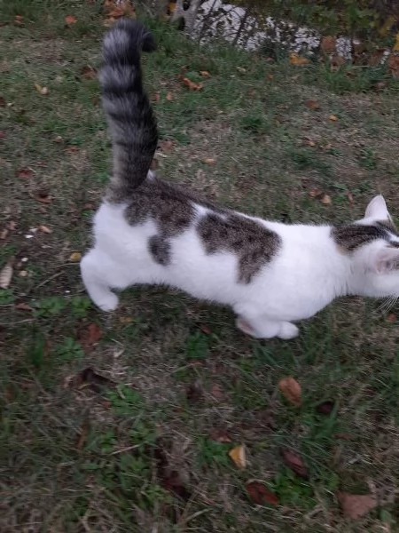 Micetti e mamma in adozione | Foto 2