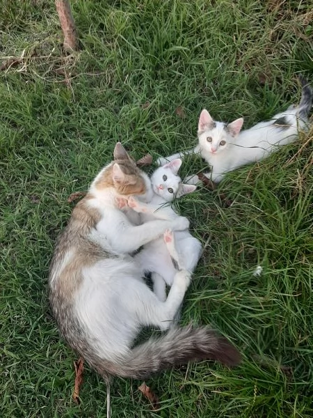 Micetti e mamma in adozione