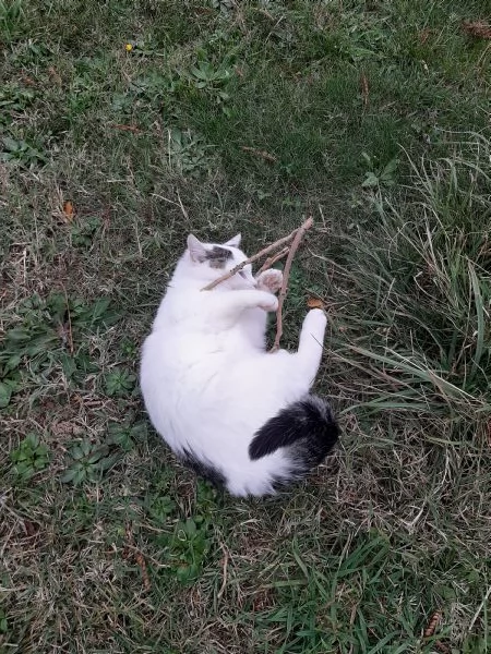 Micetti e mamma in adozione | Foto 1