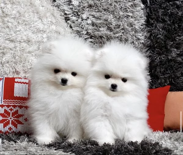 Bellissimo cucciolo di Pomerania maschio e femmina