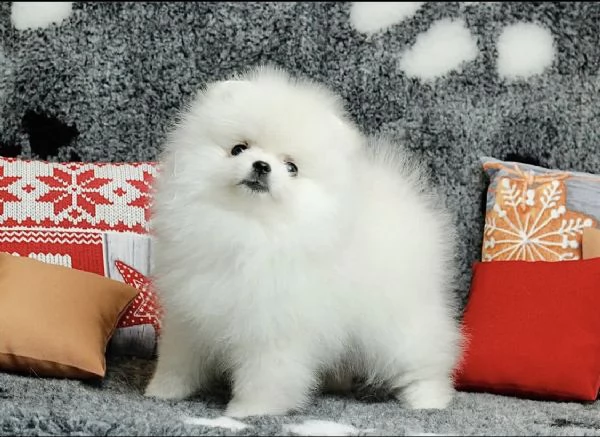 Bellissimo cucciolo di Pomerania maschio e femmina | Foto 4