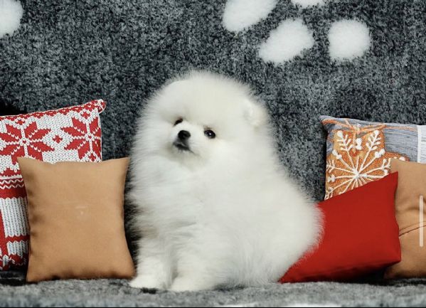 Bellissimo cucciolo di Pomerania maschio e femmina | Foto 1