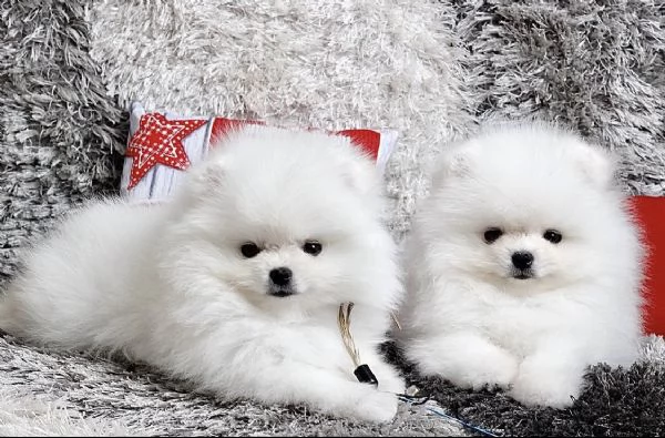 Bellissimo cucciolo di Pomerania maschio e femmina | Foto 0