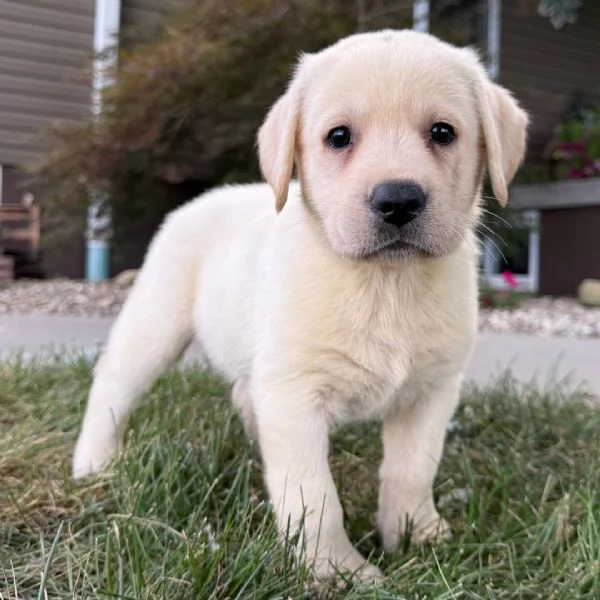 Labrador Retriever cuccioli maschio e femmina | Foto 0