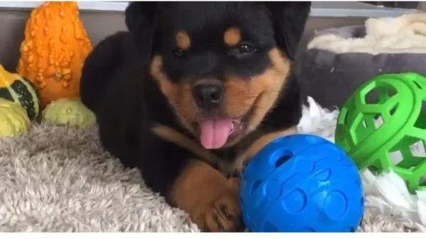 Rottweiler cuccioli maschio e femmina | Foto 0