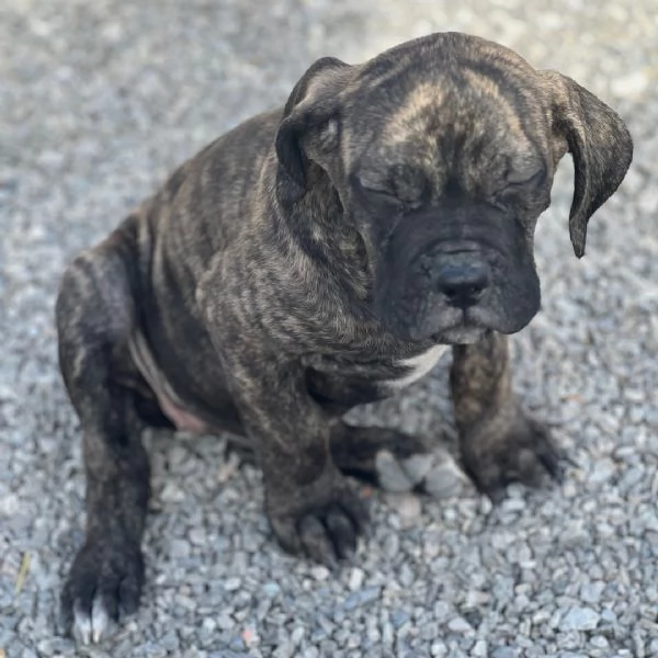  Cane Corso cuccioli maschio e femmina | Foto 0
