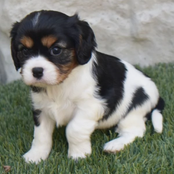 Cavalier King Charles i cuccioli maschio e femmina