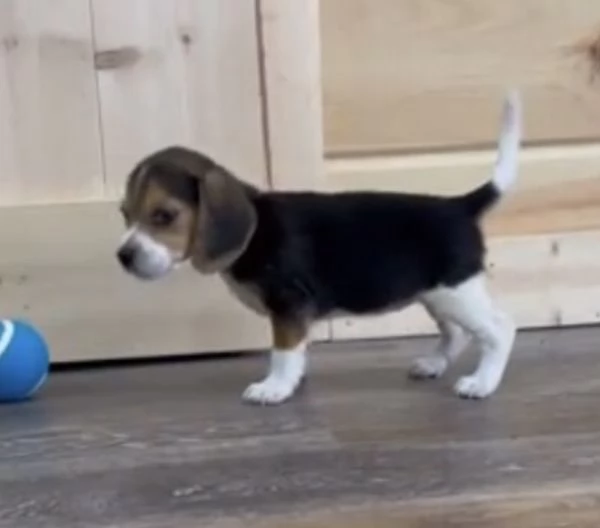 Beagle cuccioli maschio e femmina