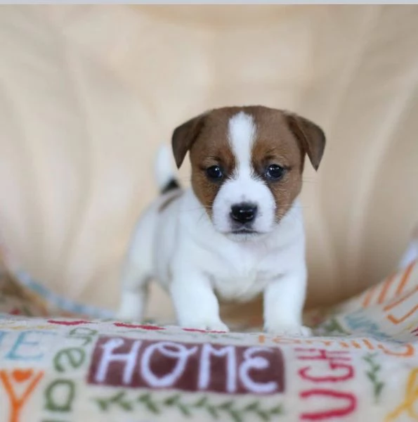  Jack Russell cuccioli maschio e femmina | Foto 1
