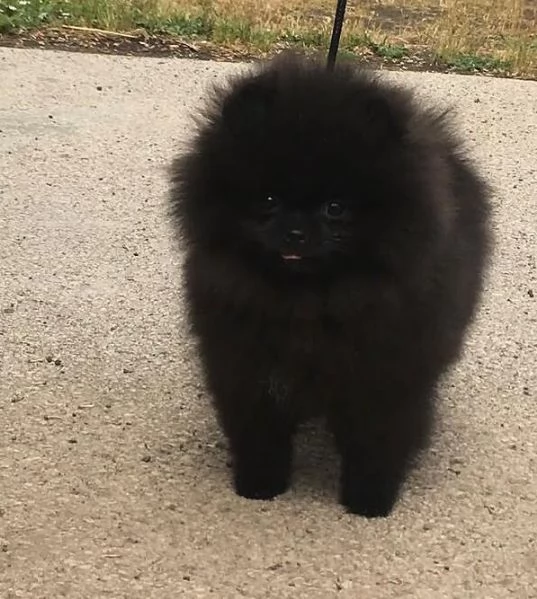 Pomeranian Toy cuccioli maschio e femmina | Foto 0