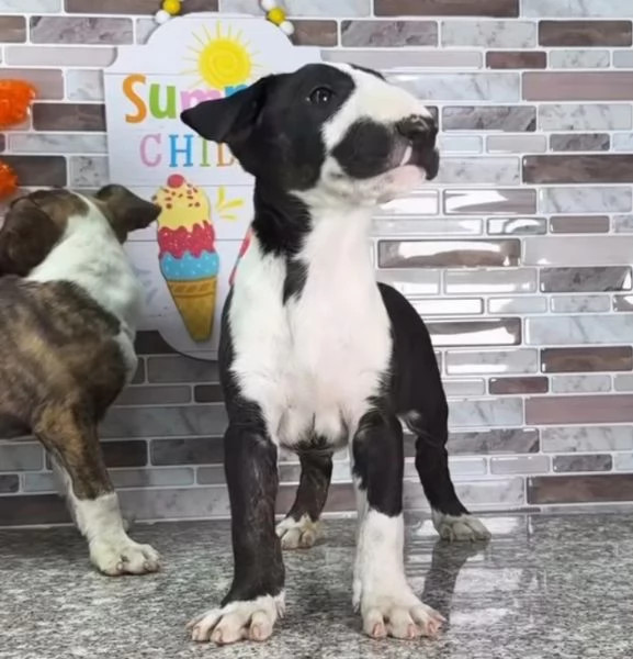 Bull Terrier cuccioli maschio e femmina