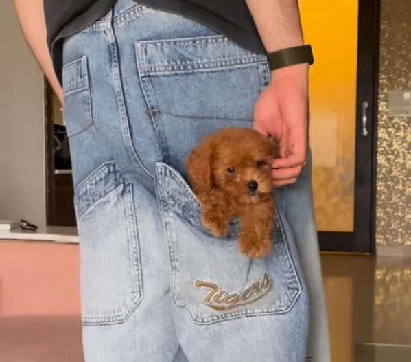 Barboncino cuccioli maschio e femmina