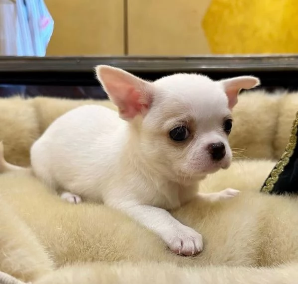 Chihuahua Toy cuccioli maschio e femmina | Foto 0