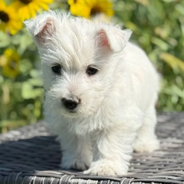 West Highland White Terrier cuccioli maschio e femmina