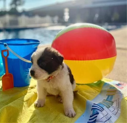 San Bernardo cuccioli maschio e femmina | Foto 0