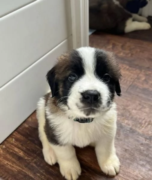 San Bernardo cuccioli maschio e femmina