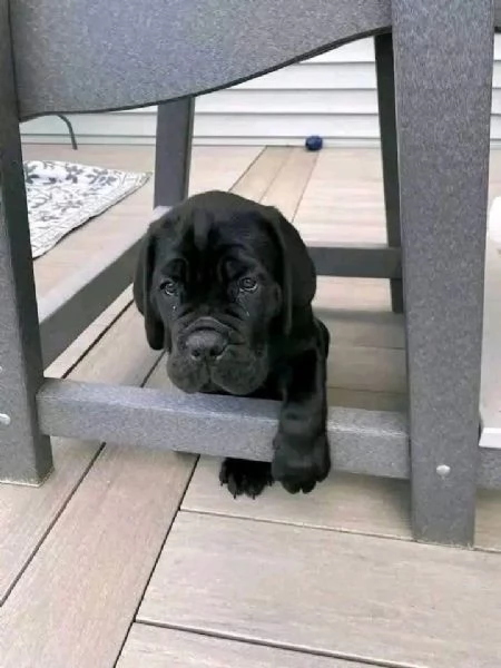 Cane Corso cuccioli maschio e femmina