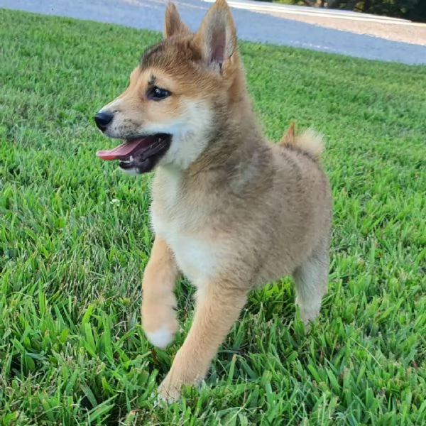 Shiba Inu cuccioli maschio e femmina | Foto 0