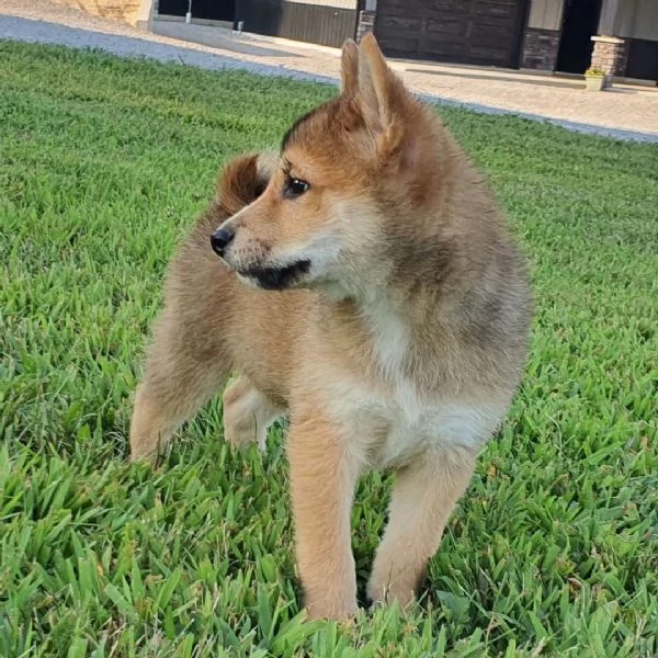 Shiba Inu cuccioli maschio e femmina