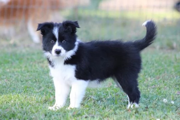 Border Collie cuccioli maschio e femmina