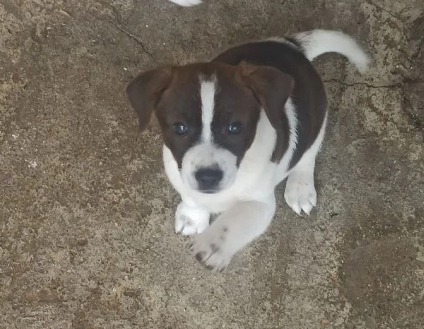 Regalo cucciolo di 2 mesi 