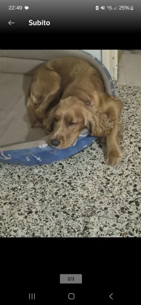 femmina cocker spaniel un anno | Foto 1