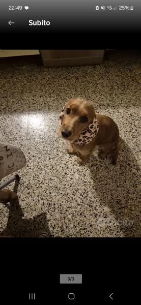 femmina cocker spaniel un anno | Foto 0