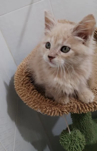 Maine coon  maschietto  | Foto 2