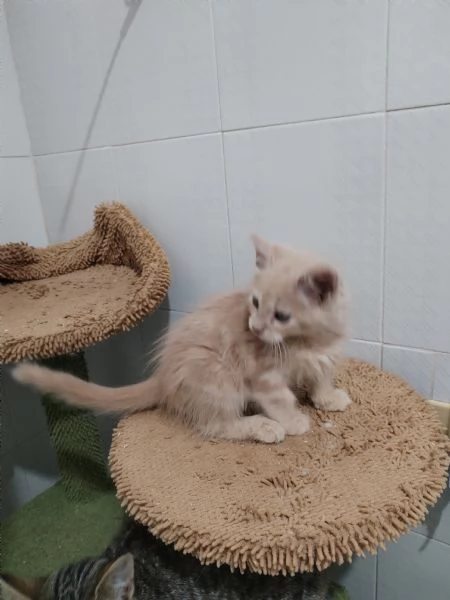 Maine coon  maschietto  | Foto 1