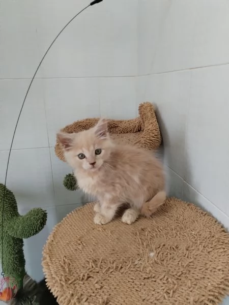 Maine coon  maschietto  | Foto 0