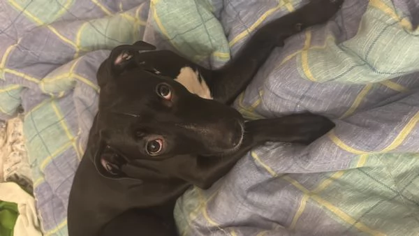 Cane amstaff 6 mesi  | Foto 1